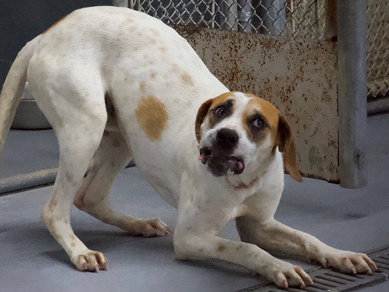 This energetic boy is a Hound mix who was found on 111 Albion Street in McCaysville along with his pup brother June 15. He has a white coat with brown patches all over. View this cutie using intake number 194-22.