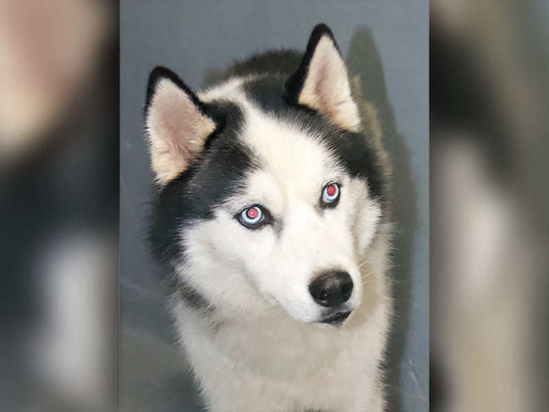 This sweetie is a male Huskey mix who was picked up on Lake Cove Drive in Morganton June 24. He has a mostly white coat with black patches on his face. View him using intake number 214-22.
