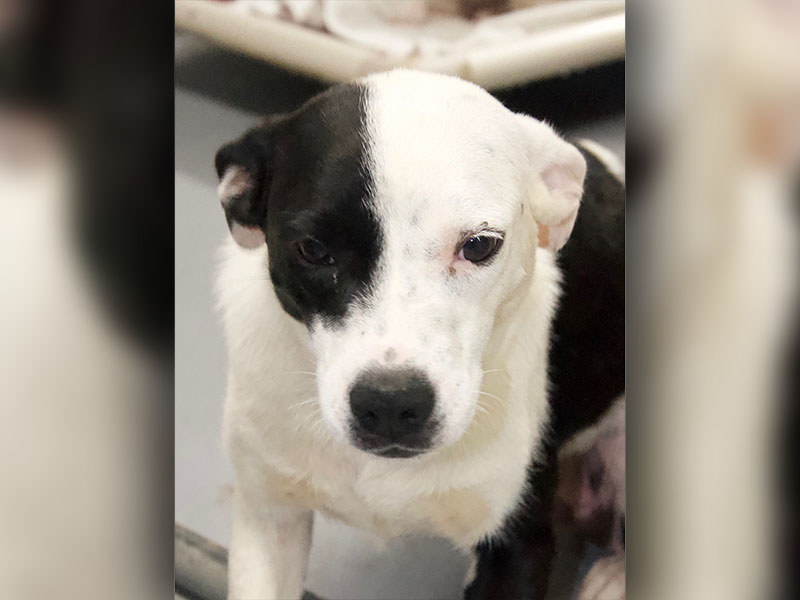 This sweet puppers is a female mix breed who was picked up on Highway 515 June 20. She has a black and white coat, and she is small in size. View her using intake number 203-22.
