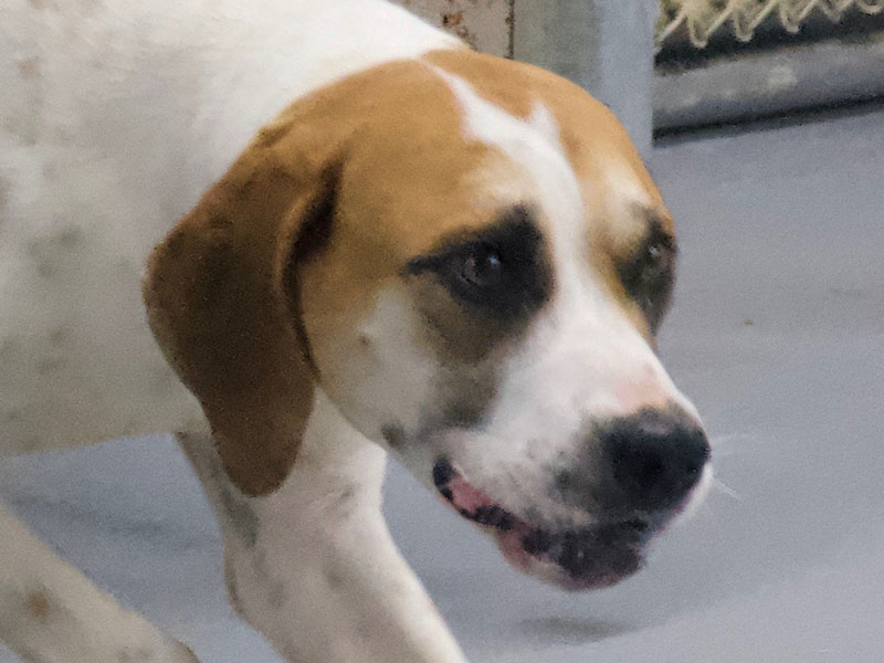 This energetic boy is a Hound mix who was picked up on 111 Abion Street in McCaysville June 15. He has a white coat with brown patches throughout. View him using intake number 195-22. 