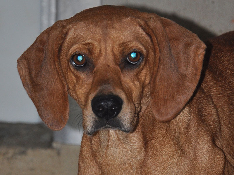This cutie is a female Red Bone Hound who was picked up on Madola Road July 14. She has a traditional Red Bone coat. Visit this sweetie using intake number 249-22.