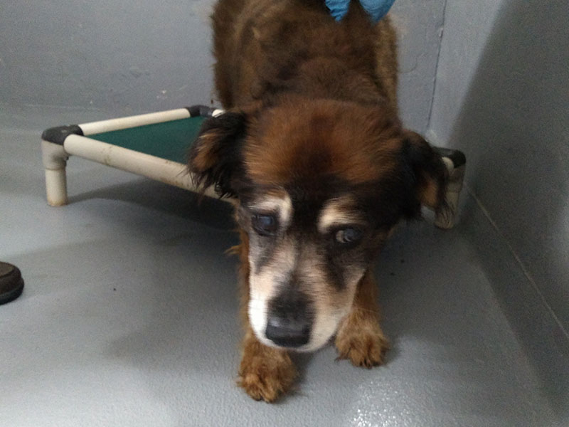 The sad eyes on this female mix tell her story. She needs a home that will give a lot of loving care. She was picked up off Lowery Road in Mineral Bluff July 6. View her by using intake number 226-22.