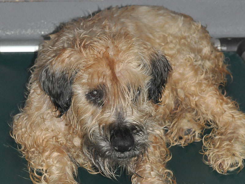 This female poodle mix was picked up at the Emergency Animal Clinic in Blue Ridge July 3. She’s a bit timid, and is hoping she finds a new home soon. View her by using intake number 225-22.