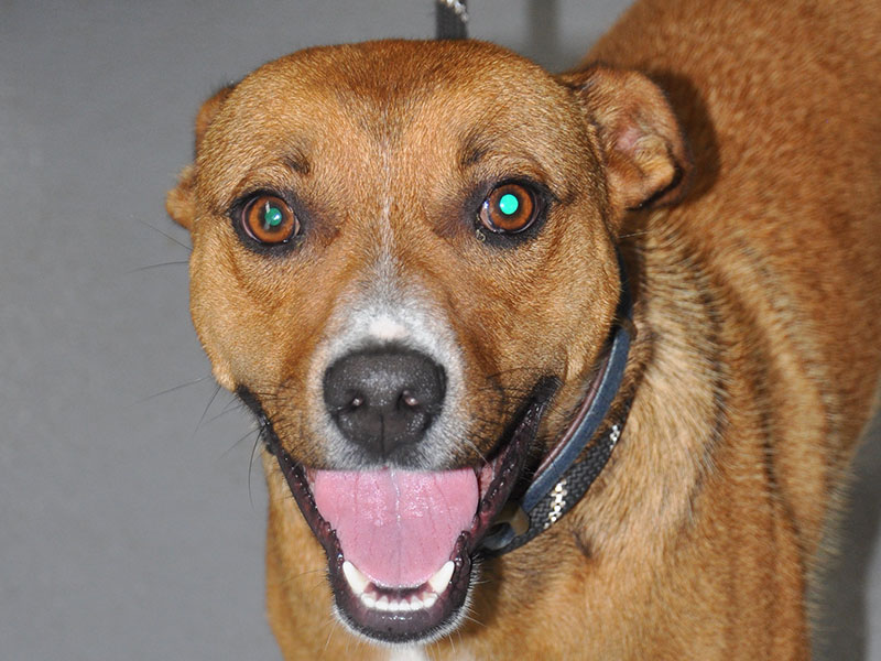 This very energetic boy is a Fiest mix who was picked up on Mobile Road July 27. He has a brown coat with a white patch on his chest and nose. View this good boy using intake number 267-22.