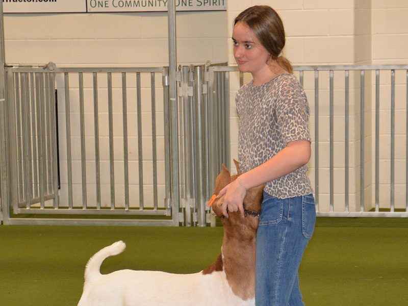 Kaleighann Ware, an FFA member at Fannin County High School, has her prize winning goat under control at the FFA Alumni Youth Fair.