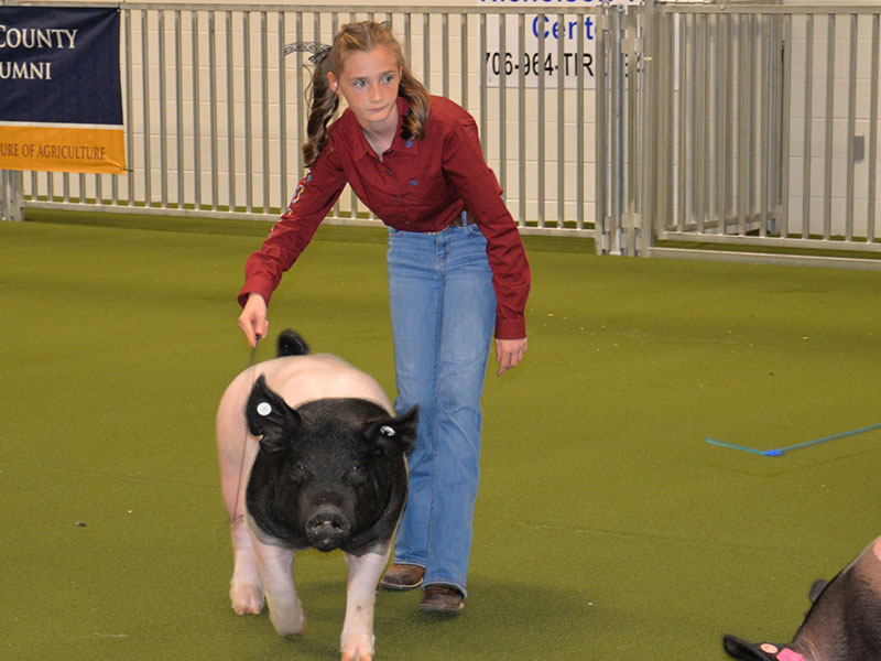 Lola Temples, a member of FFA at Fannin County Middle School, keeps her hog in line at the alumni fair.