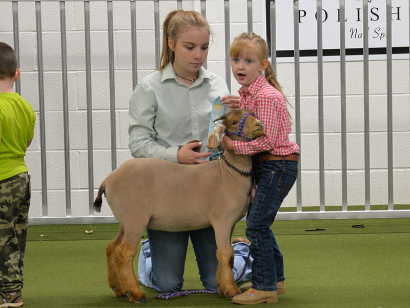Claire Wheeler, left, of the Fannin County HIgh School FFA, helps Riley Gazaway hold on to her goat while judges decide a winner.