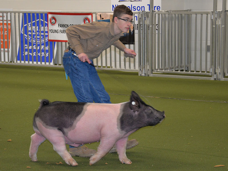 James Burrell claimed a second place in Showmanship competition at Pigs on the Ridge.