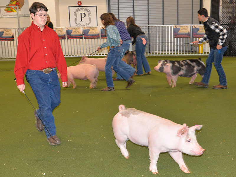 Roy Green remained calm as his pig, shown during Breeding Gilt competiton, decided to walk away from Green’s watchful. Green was complimented by the judge for keeping his composure during the event.