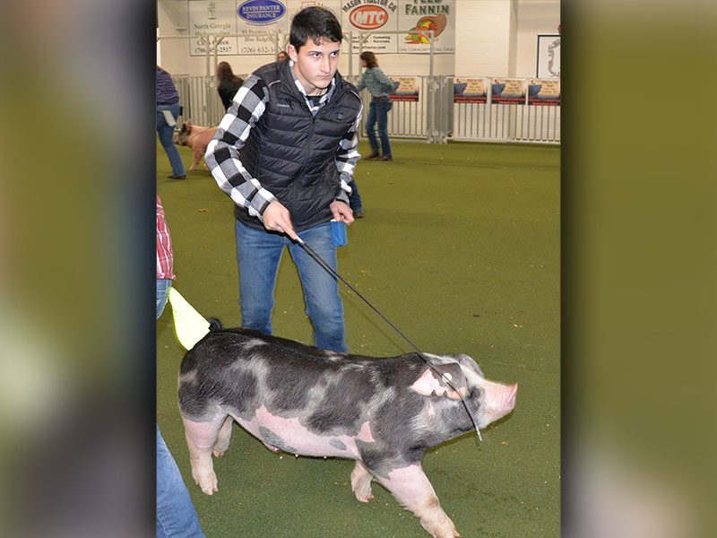 Ethan Deal exhibited a purebred spotted pig during during the Pigs on the Ridge show.