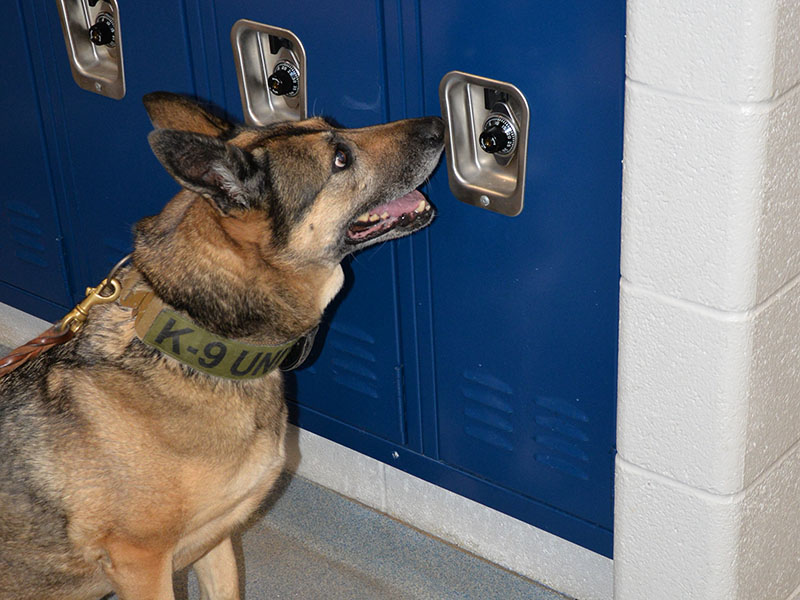 Fannin County Sheriff’s Office K-9 Vendy checks a locker at Fannin County High School last week. No drugs were found during a thorough search.