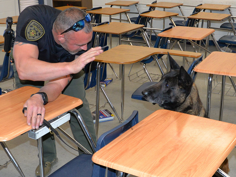 Gilmer County Sheriff’s Office Corporal David Ridings finds the bait his K-9 Milo has just alerted to during training following a search of Fannin County High School. The box containing the bait can be seen attached to the underside of the student desk.