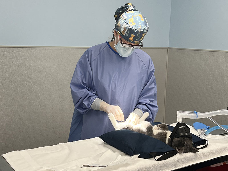 Dr. Julie Grisham performs surgery at the newly opened Healthy Pet Clinic operated by the Humane Society of Blue Ridge.