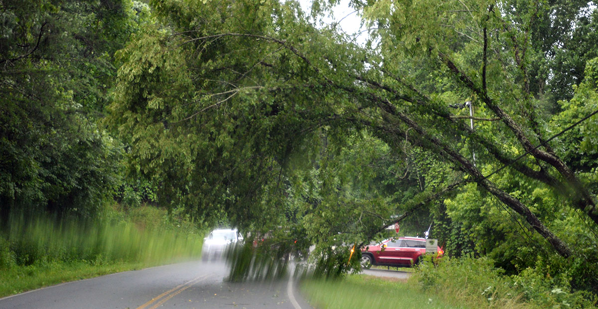 Trees blocked and partially blocked roads all across Fannin County Sunday afternoon. This scene is on Industrial Park Road at the intersection where it loops into the Industrial Park near Fannin County Animal Control.