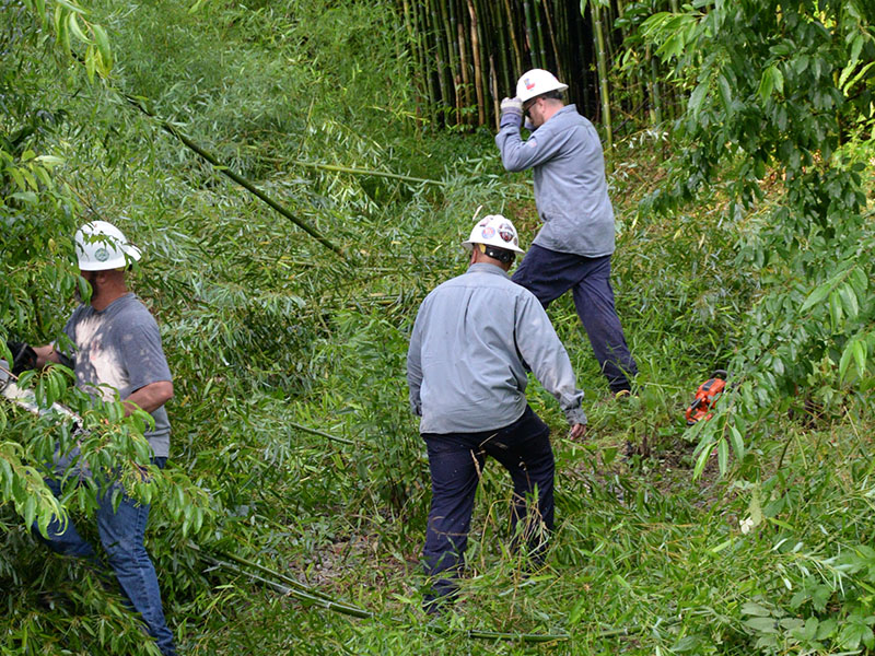Heavy undergrowth in the Tri-State EMC right-of-way off Blue Ridge Drive slowed employees working to restore power Sunday evening. The brush had to be removed to clear a path to hang new cable.