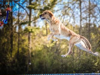 Boudreaux, a seven-year-old Yellow Laborador Retreiver and dock diving champion, will be showing Paws in the Park attendees how it’s done througout the day, Saturday, October 19, and Sunday October 20, from 10 a.m. to 4 p.m. in downtown Blue Ridge. 