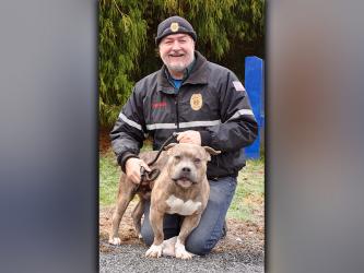 This male Bulldog was picked up in Lakewood January 2, 2021. He is built like a Bully and has a light brown brindle coat. He is a sweetheart. View him using intake number 003-21. He is shown with Animal Control Manager John Drullinger.