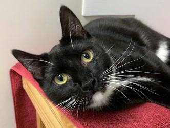 The Humane Society of Blue Ridge cat of the week is Lew. He is a 10-month-old tuxedo cat and is always dressed for success! Lew is a playful little guy who loves people and gets along well with other cats. He is neutered, microchipped and current on his vaccinations. Contact the Adoption Center at 706-632-4357 for more information about lovable Lew.