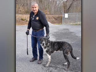 This male, Lab mix was found on Tennis Court Road in Blue Ridge March 9. This big boy has a salt and pepper coat and has coined the name “Gentle Giant.” View him using intake number 046-21. He is shown with Animal Control Officer J.R. Cornett.