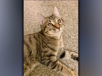 The Humane Society of Blue Ridge cat of the week is Andrew. He is a nine-month-old gray tabby with energy to spare! Andrew is a people pleaser and thinks sitting in your lap is a purrfect activity. He is neutered, microchipped and current on his vaccinations. Contact the Adoption Center at 706-632-4357 for more information about Andrew. This true love will make a fabulous addition to your family.