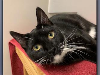 The Humane Society of Blue Ridge cat of the week is Lew. This one-year-old male tuxedo is the real deal! Lew is playful, friendly and as cute as can be. He loves people and gets along famously with other felines. Lew is neutered, microchipped and current on his vaccinations, so he is ready for his furever family. Contact the Adoption Center at 706-632-4357 for more information about this precious little guy.