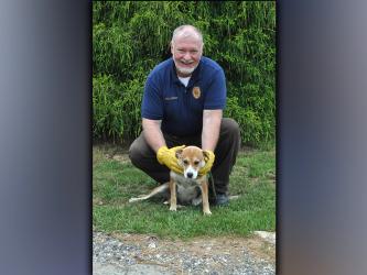 This female, a Beagle mix was found on Mountain View Lane, in McCaysville, May 27. He has a thick, white and gold-ish coat, and loves to be walked and given attention. View her using intake number 168-21. She is shown with Animal Control officer Paul Cochran.