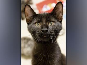 The Humane Society of Blue Ridge cat of the week is Zefir