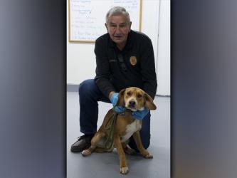 This male, Redbone Coonhound and Beagle mix was dropped off at animal control November 23. He has a red coat. View this cutie using intake number 394-21. He is shown with animal control Interim Manager J.R. Cornett.