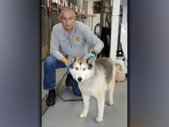 This female, Alaskan Malamute was picked up on Highway 515 in Blue Ridge December 13. She has a white and gray coat. View her using intake number 418-21. She is shown with animal control Interim Manager J.R. Cornett.
