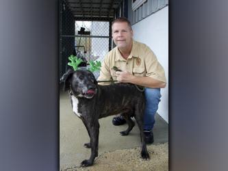 This male, Hound mix named Storm was surrendered by his owner December 1. He has a dark, brindle coat and is large in size. View this sweetie using intake number 408-21. He is shown with animal control Officer Luke McDonald.