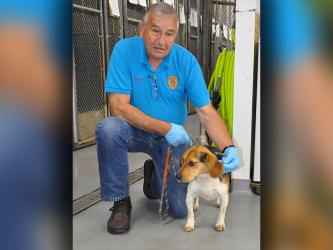 This cutie is a female Beagle mix who was picked up on Breaden Road in Blue Ridge, May 2. He has a traditional Beagle colored coat. View this pupper using intake number 128-22. She is shown with Animal Control Officer JR Cornett.