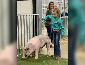 Ana Temples, of Fannin County 4-H, enters the arena at Rockin’ the Ridge Market Hog Show. She was one of nine local youngsters to compete in the event.
